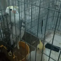 عروس هلندی تعویض با قناری نر