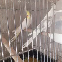 یک جفت عروس هلندی نر و ماده|پرنده|صحنه, |دیوار