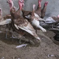 بوقلمون نژاد فوق سنگین بوربن اصل|حیوانات مزرعه|گرگان, |دیوار