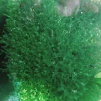 خزه اکواریومی (مقاوم)