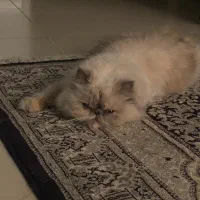 فروش و واگذاری