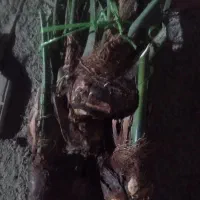 پاجوش نخل سعمران