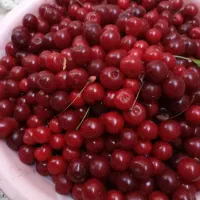 آلبالو فروشی