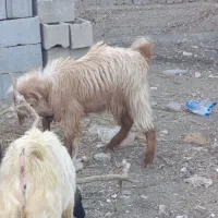 پنج تا کهره نر چاق کیلوی330به صورت تکی می فروشم