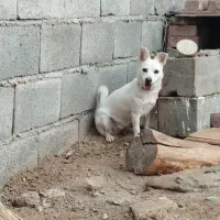 سگ ماده نژادشیواوا یک سالو نیم می باشد