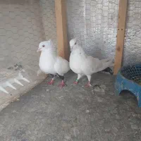 کفتر پرشی طوقی مسافتی فروشی