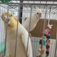 یک جفت عروس هلندی مولد