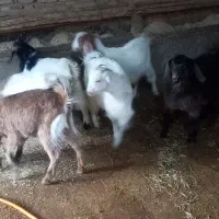 ۶ عدد بزغاله|حیوانات مزرعه|صحنه, |دیوار