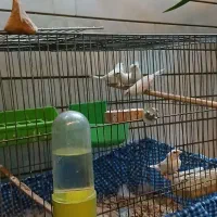 فنچ بنگالی سفید|پرنده|شاهینشهر, عطار|دیوار