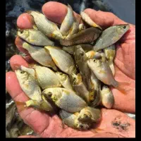 بچه ماهی کپور