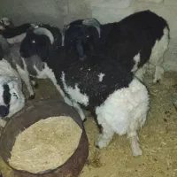 بره کهره قوچ نری مش بز|حیوانات مزرعه|سیرجان, |دیوار