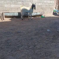 ممنونم از کار کنان عوامل دیوار