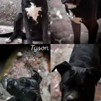 پیتبول نر جوان خط خونی خالص پیتبول