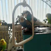 مرغ عشق مسته مست|پرنده|قدس, شهر‌قدس|دیوار