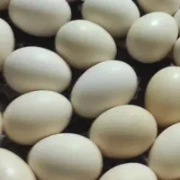 تخم اردک