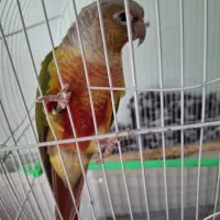 طوطی گرینچیک سخنگو