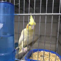 عروس هلندی لوتینو ماده|پرنده|بندرعباس, |دیوار