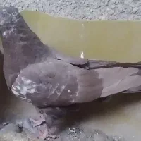 جوجه سینه|پرنده|مشهد, پایگاه شکاری|دیوار