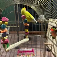 طوطی برزیلی مولد جفت|پرنده|شهریار, شهریار|دیوار