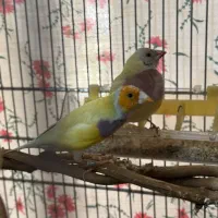 فنج گدین رنگ خاص|پرنده|قزوین, |دیوار