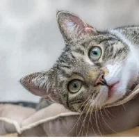 یک گربه به عنوان هدیه