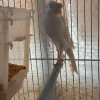 قناری جفت باجوجه|پرنده|مشهد, قائم|دیوار