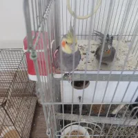 یک جفت عروس هلندی