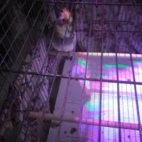 عروس هلندی|پرنده|قم, نخودی|دیوار