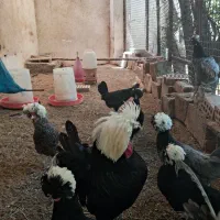 تخم مرغ لهستانی وارداتی اصل با ضمانت|حیوانات مزرعه|کرمان, |دیوار
