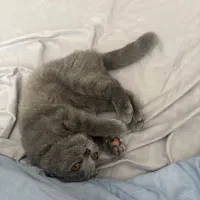 بچه گربه اسکاتیش بلو اصل|گربه|تهران, شهرک آزمایش|دیوار