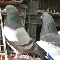 کفتر کفتر بازی|پرنده|وحیدیه, |دیوار