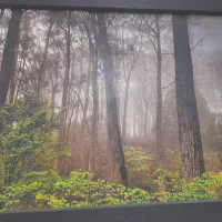 تابلو|تابلو، نقاشی، عکس|پردیس, فاز ۳|دیوار