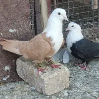 نروماده‌ مخمل