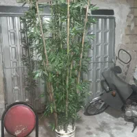 درختچه مصنوعی وگلهای مصنوعی|گل مصنوعی|قدس, شهرقدس|دیوار