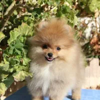 سگ های کوچولو ( فنجونی )|سگ|یزد, |دیوار