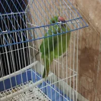 طوطی ملنگو ماده