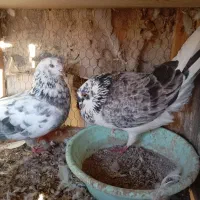 ساعت بالا نسل دار|پرنده|خان ببین, |دیوار