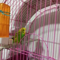 مرغ عشق نر|پرنده|مهاباد (آذربایجان غربی), |دیوار