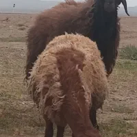 بره قوچی افشاری