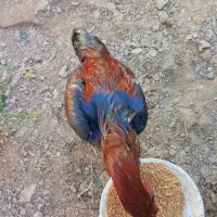 خروس لاری|حیوانات مزرعه|ماهدشت, |دیوار