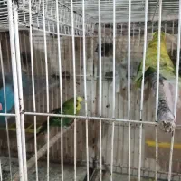 کوتوله مرغ عشق فنچ|پرنده|گلبهار, شهر جدید گلبهار|دیوار