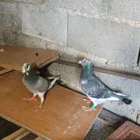 جفت پلاکی در حد|پرنده|برازجان, |دیوار