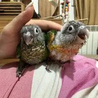 گرینچیک سرلاکی