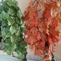 درخچه انگور