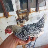 خروس سیبرایت مینیاتوری