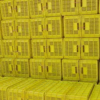 فروش سبد زرد مستقیم از کارخانه