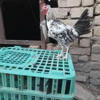 خروس