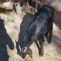 بز یک ساله ابست