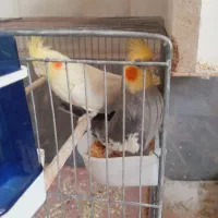 تعدادی عروس هلندی