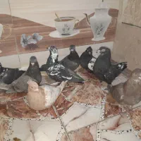 کبوتر|پرنده|کارون, |دیوار